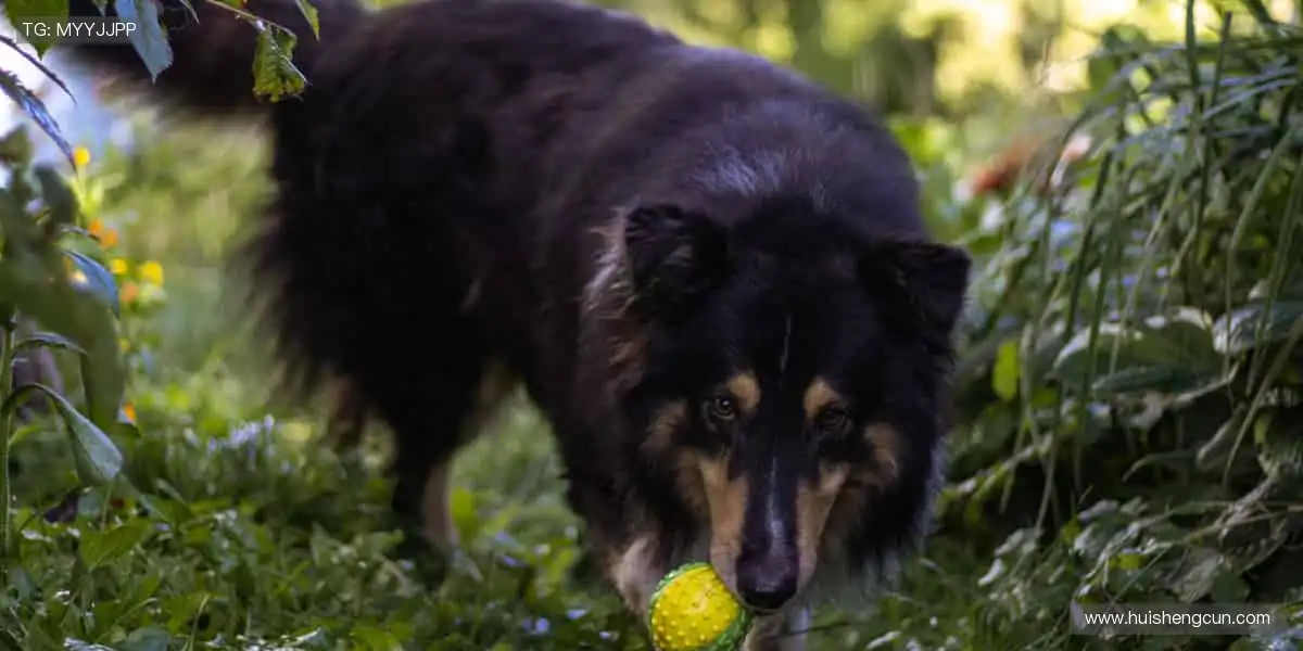 🎯周边好物,球迷必备!🎲